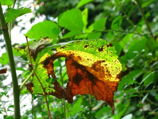 Herbstbote