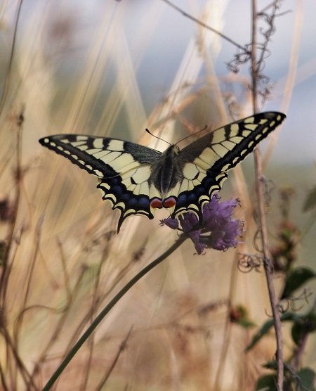 Falter auf Blume