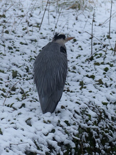 Reiher im Schlosspark Charlottenburg