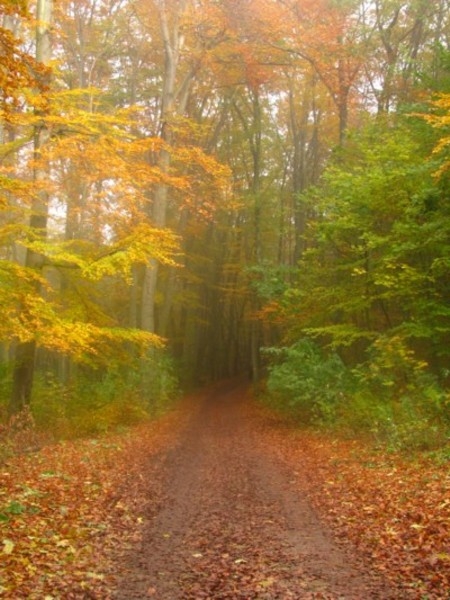 Herbstwald