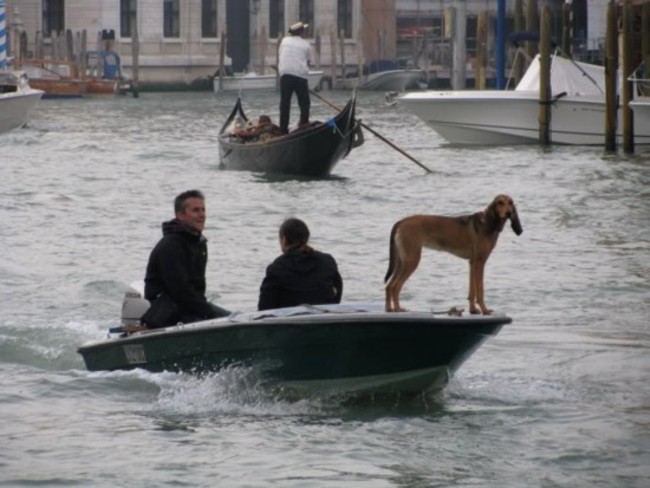 Hund im Boot