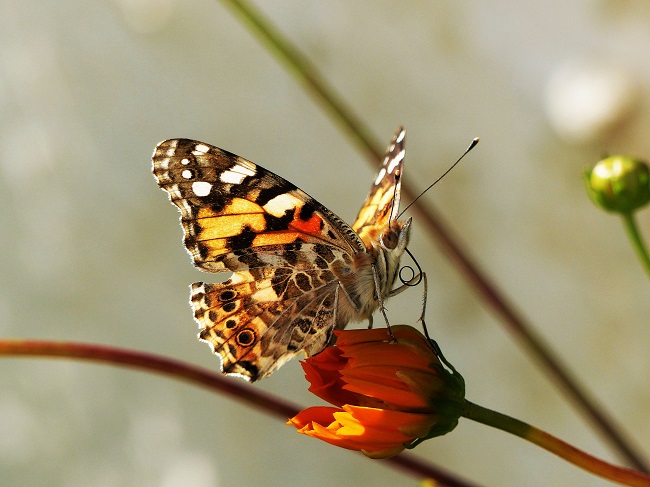 Schmetterling