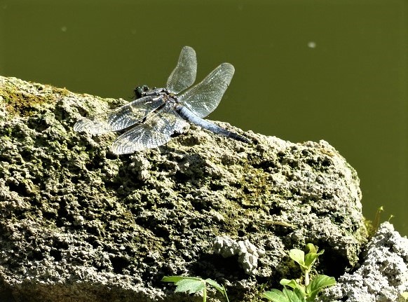 Libelle am Wasser