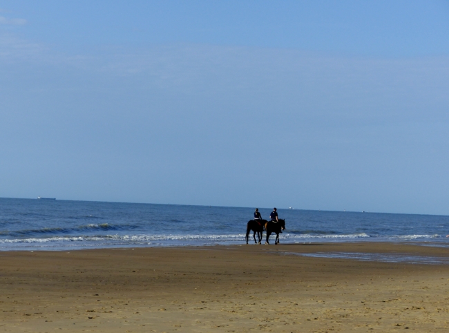 Pferde am Meer in Belgien