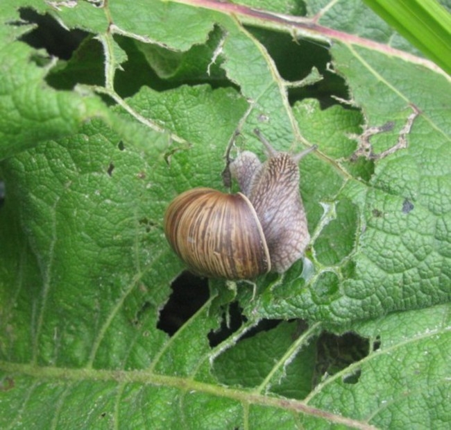 Schnecke