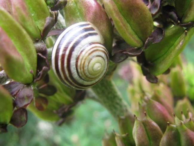 Schnecke