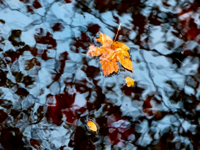 Herbstblatt im Wasser